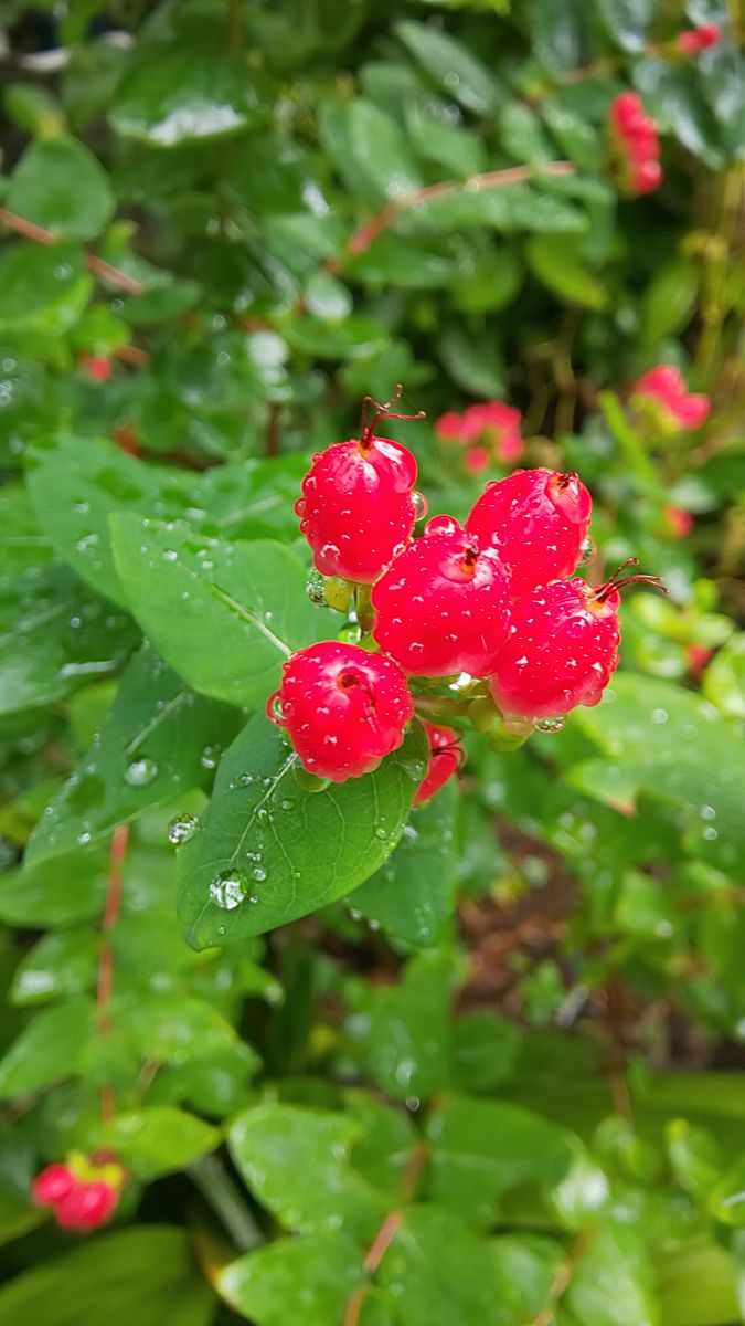 今朝の庭  ～  6月20日