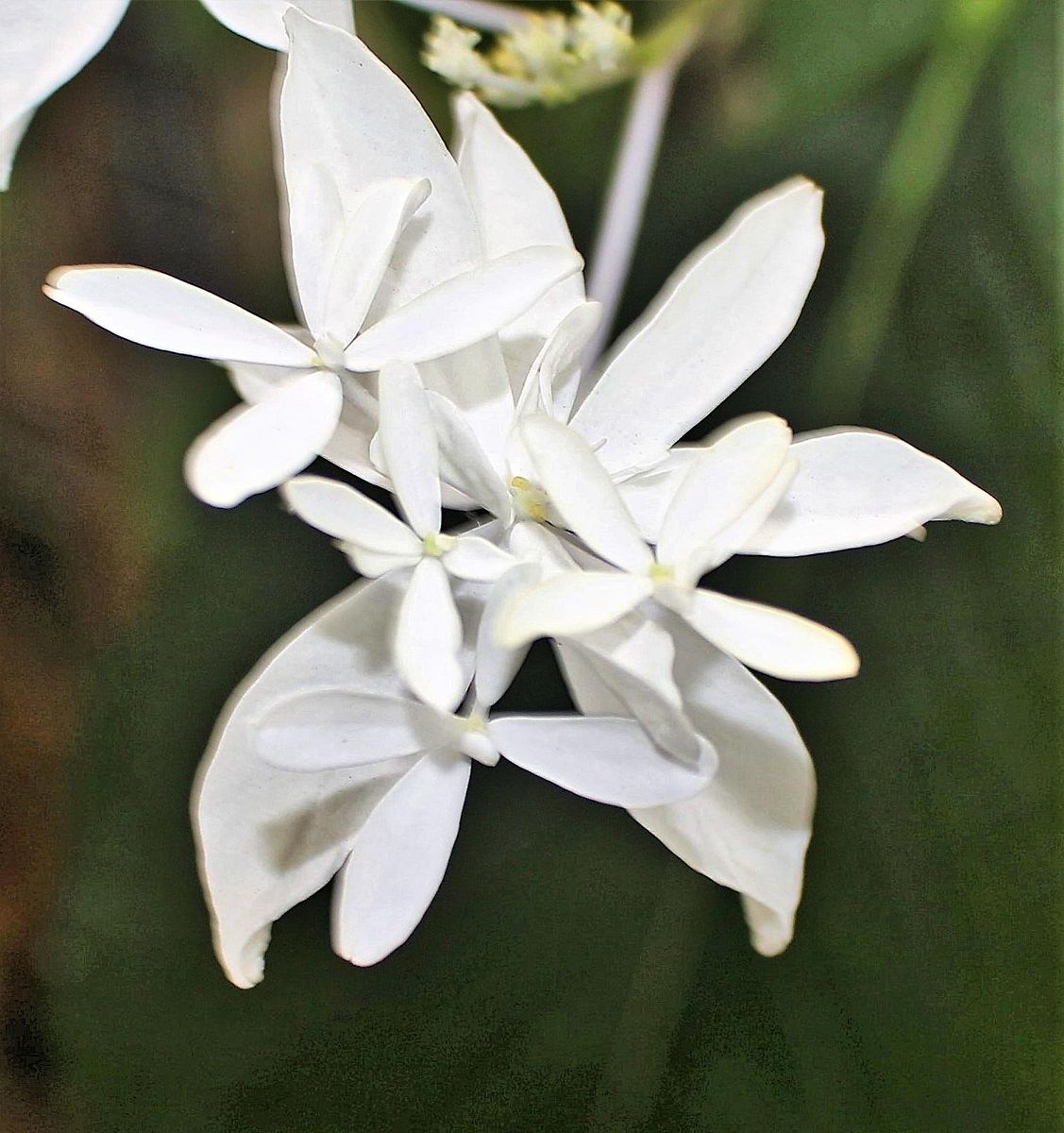 装飾花の花