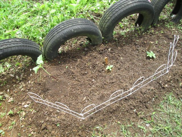 去年のヒマワリ復活なるか？