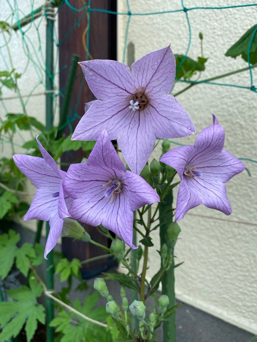 今朝の薔薇と桔梗桔梗🎶❗️