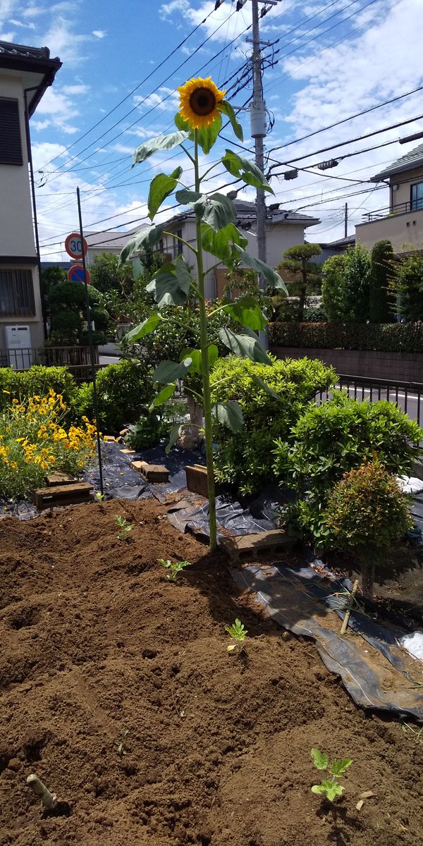 スイカとメロン植えたそうです