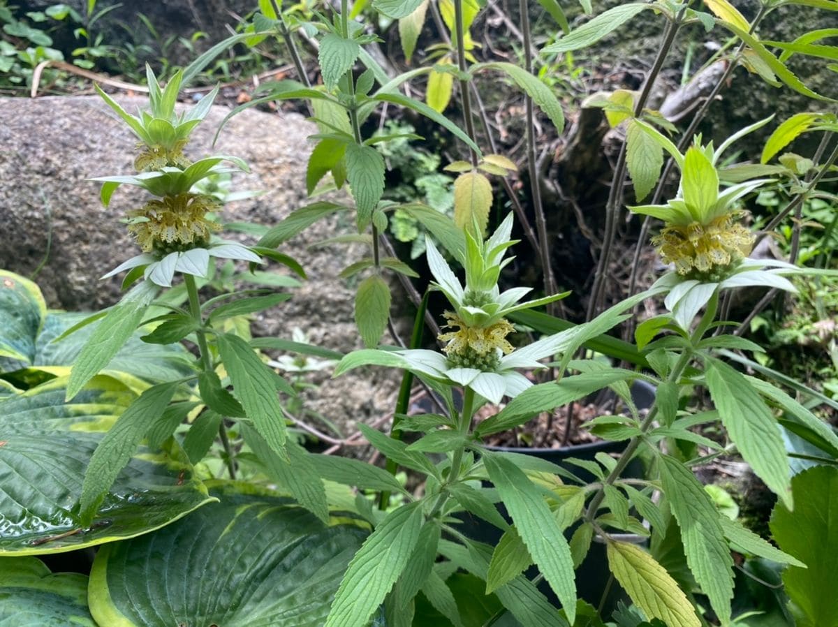 涼しげなお花たち