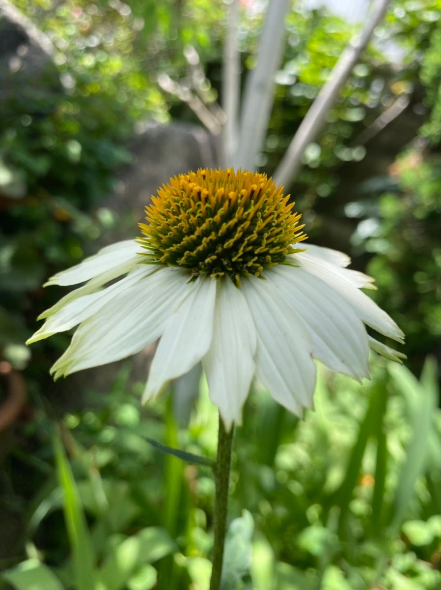 涼しげなお花たち