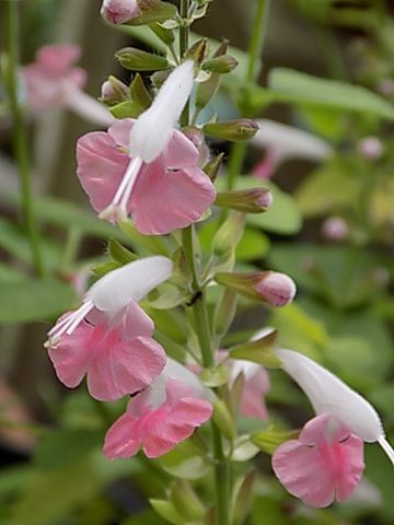 今日の花 6/20