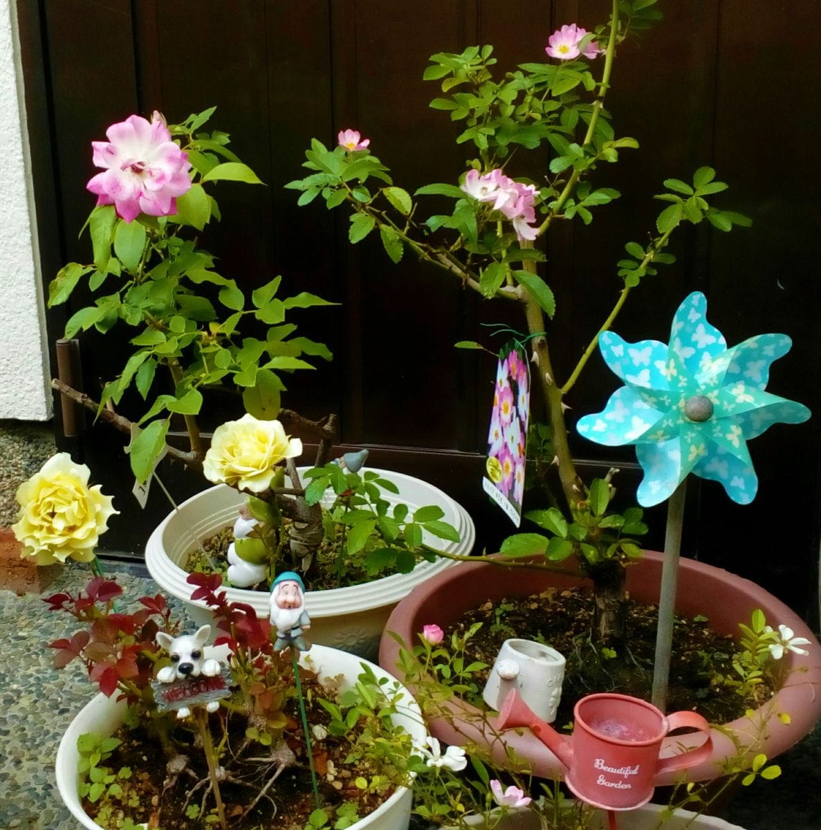 開花中の我が家の『バラ』達🌹🌹🌹🌹