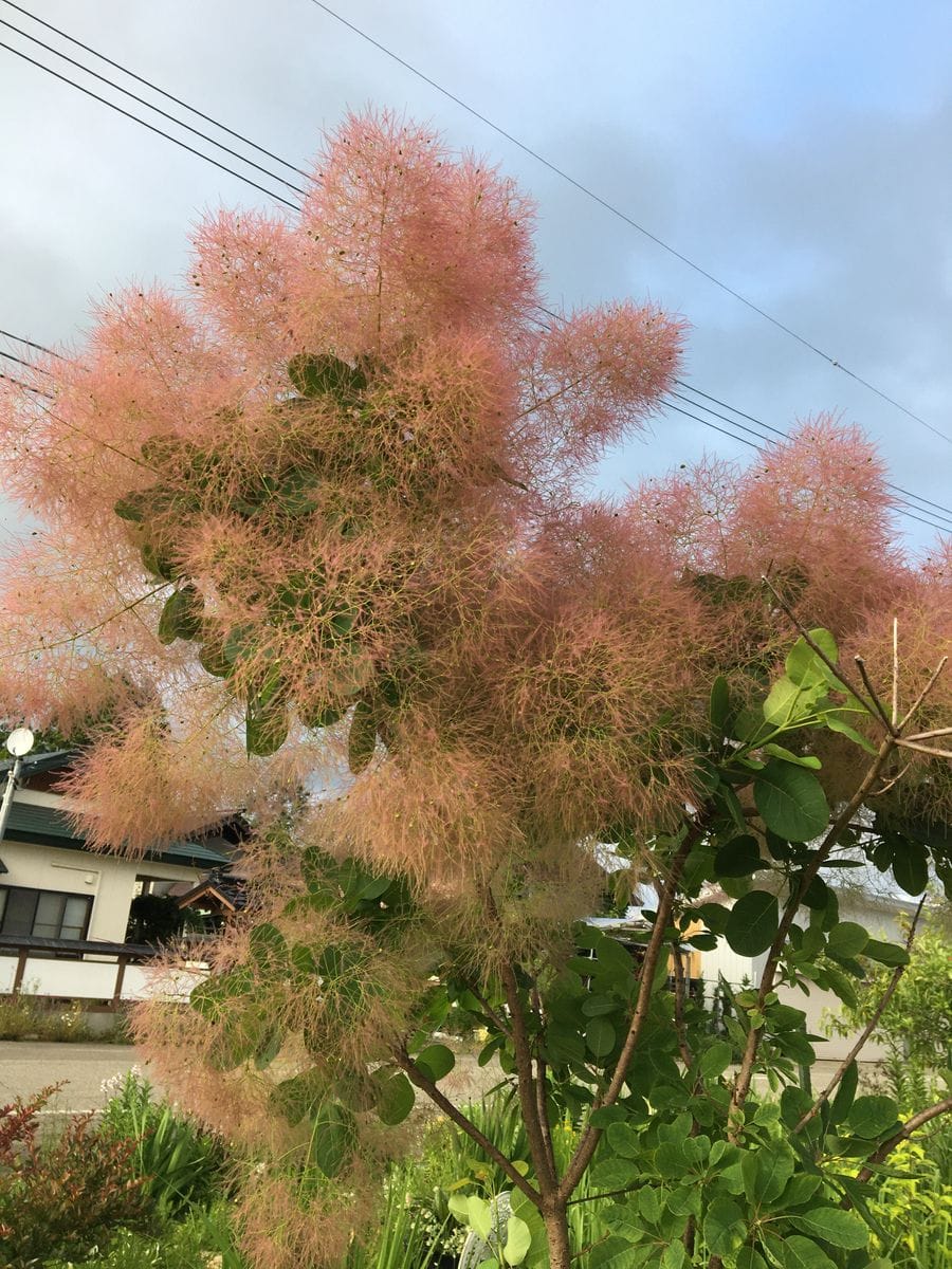 🌱今日の庭から🌱　その2