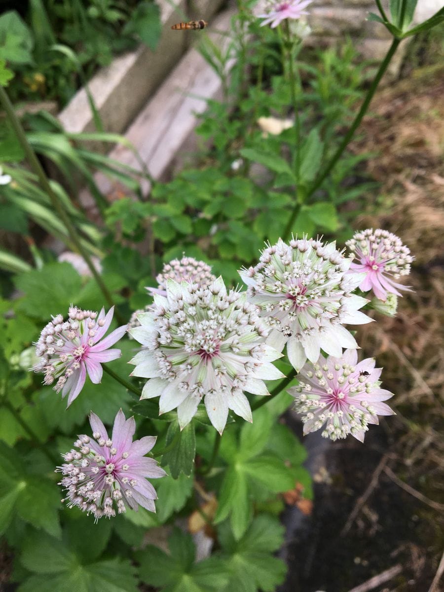 🌱今日の庭から🌱　その2