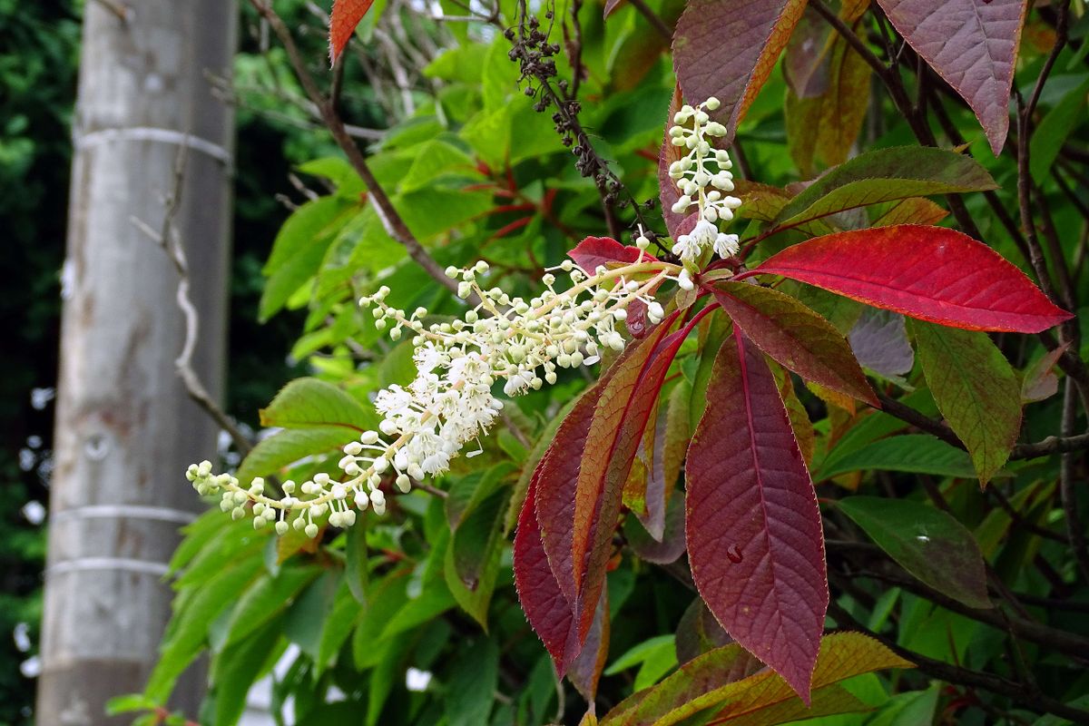 リョウブの花が咲く頃