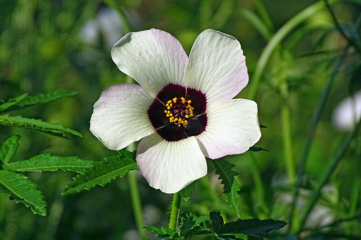 リョウブの花が咲く頃