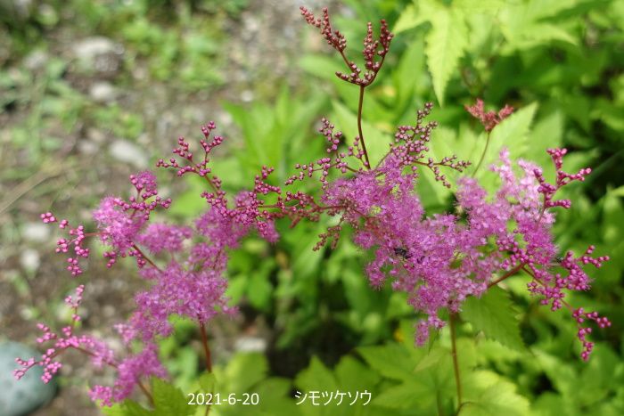 Natural　Garden　私の庭  6/20(日）