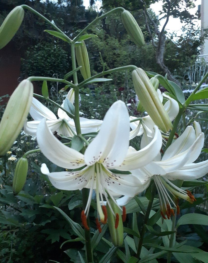 今年も無事開花