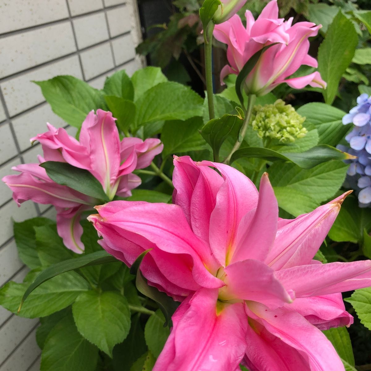 挿木の薔薇の初花