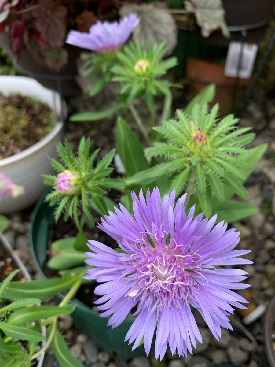 ど根性ひまわりの芽🌱