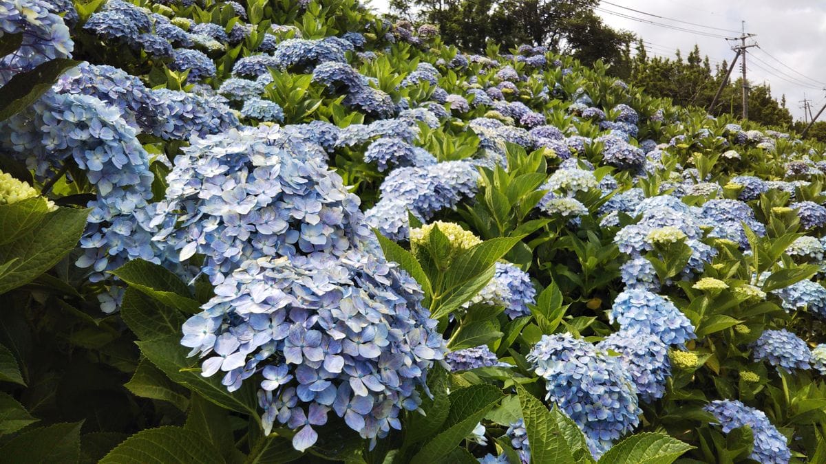 紫陽花を見てきました