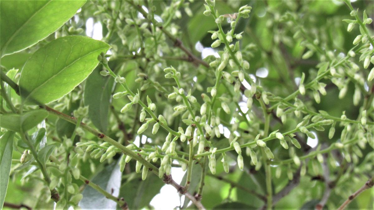 名前が可愛い気になる木-小々坊(シャシャンボ)