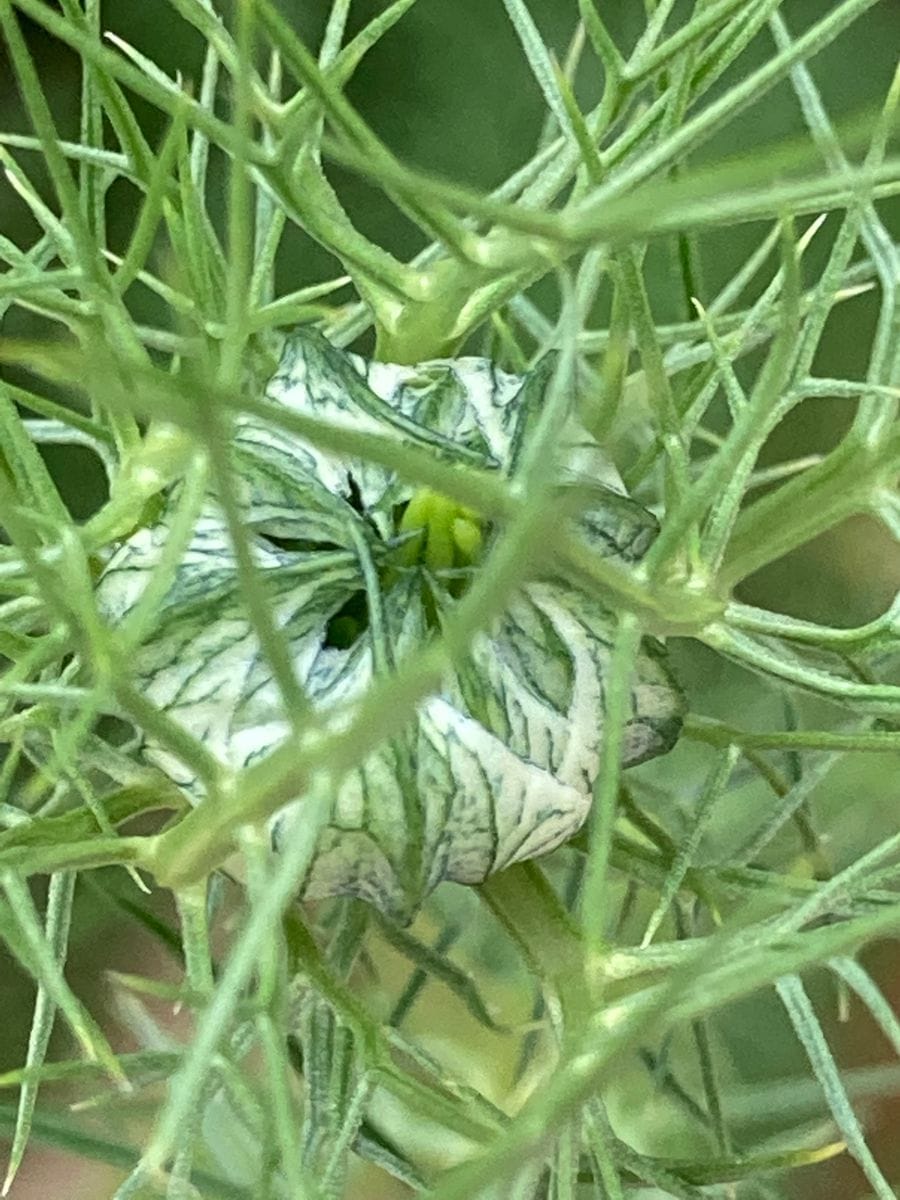 ニゲラ間もなく開花🎵