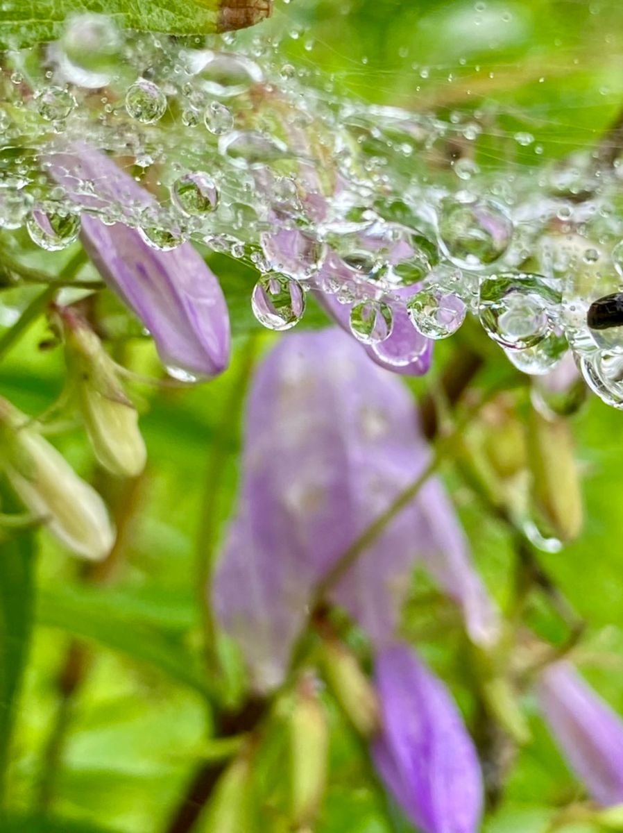 梅雨入り