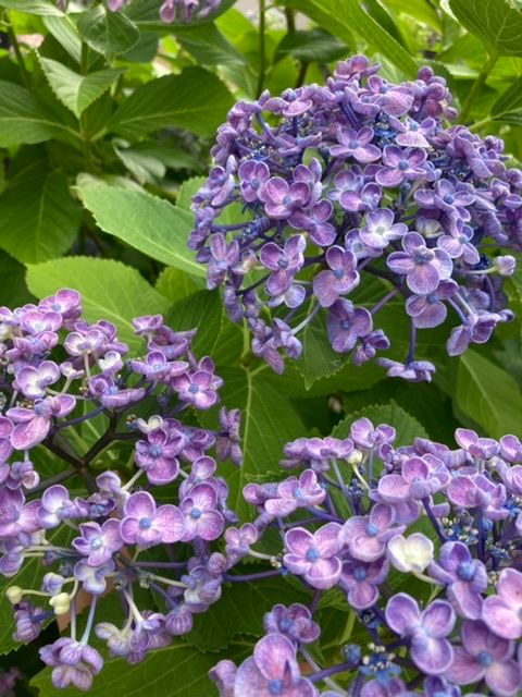 梅雨の間の晴れ間の紫陽花