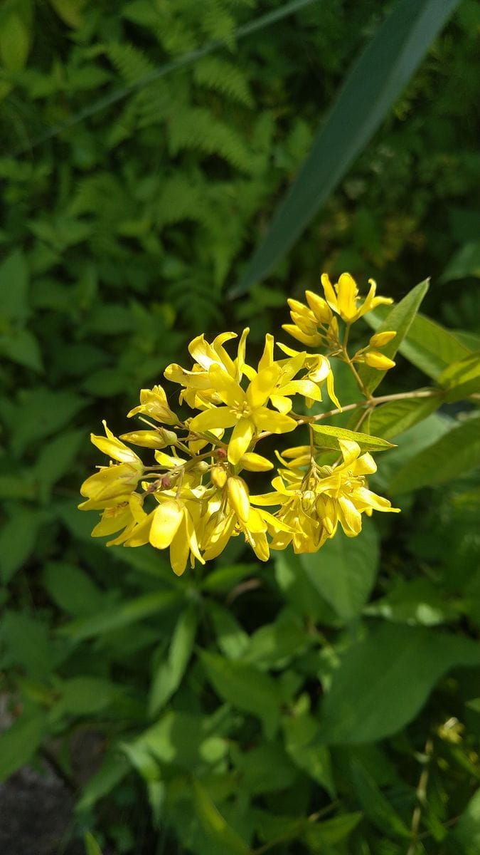 瓢箪から駒→黄色の瓢箪→黄色の花の硫黄草🙀