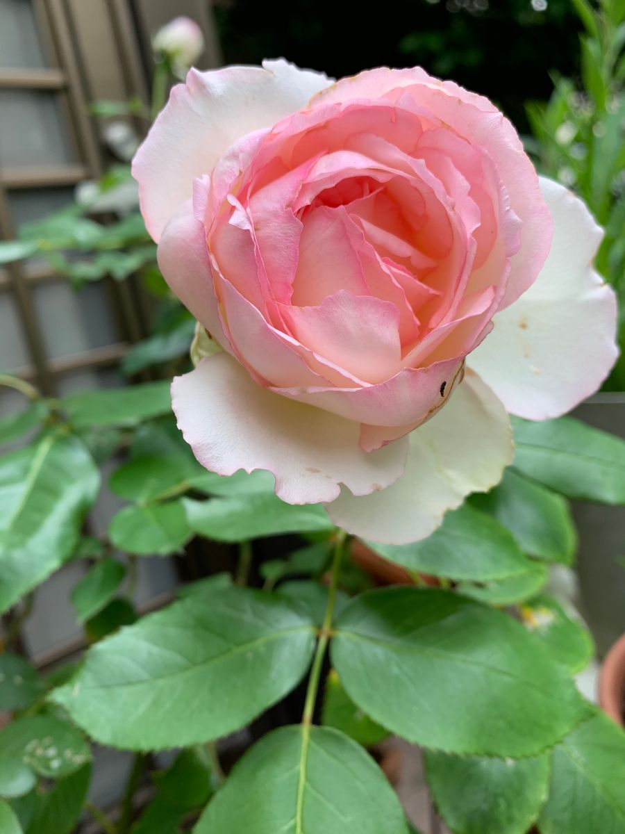 我が家の薔薇はひっそりと