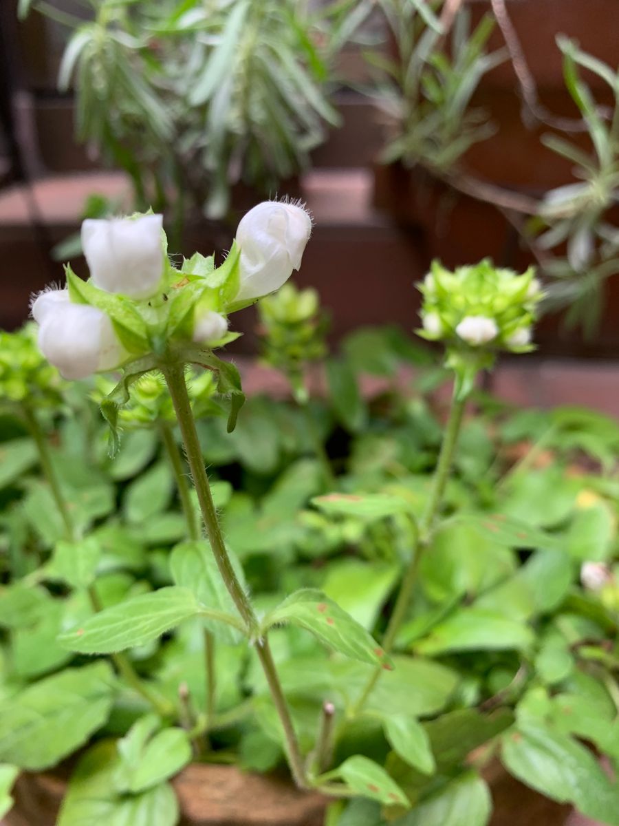 我が家の薔薇はひっそりと