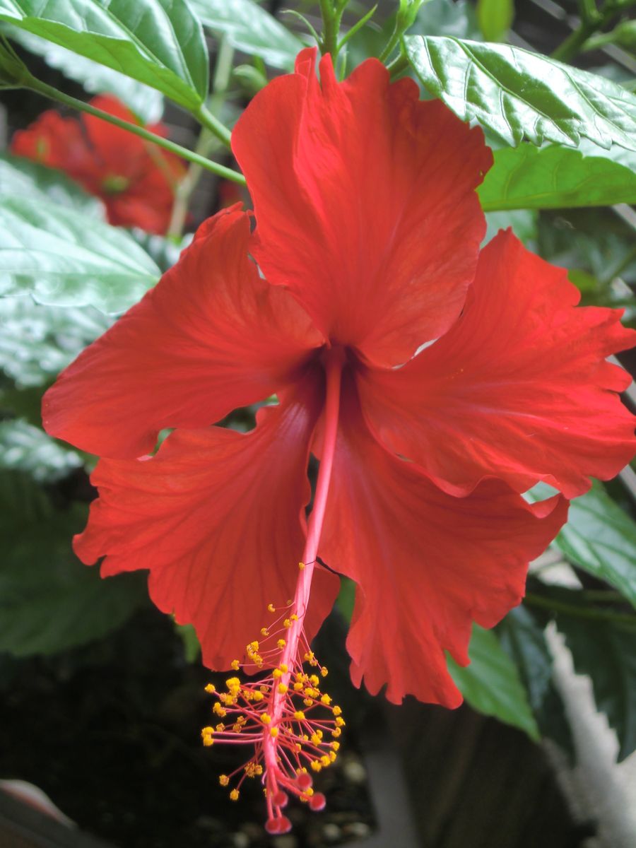 今日は花たくさん