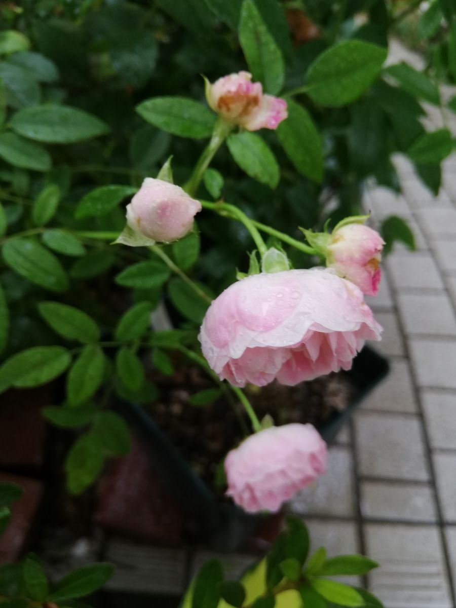 お花、昨日と今日と✿