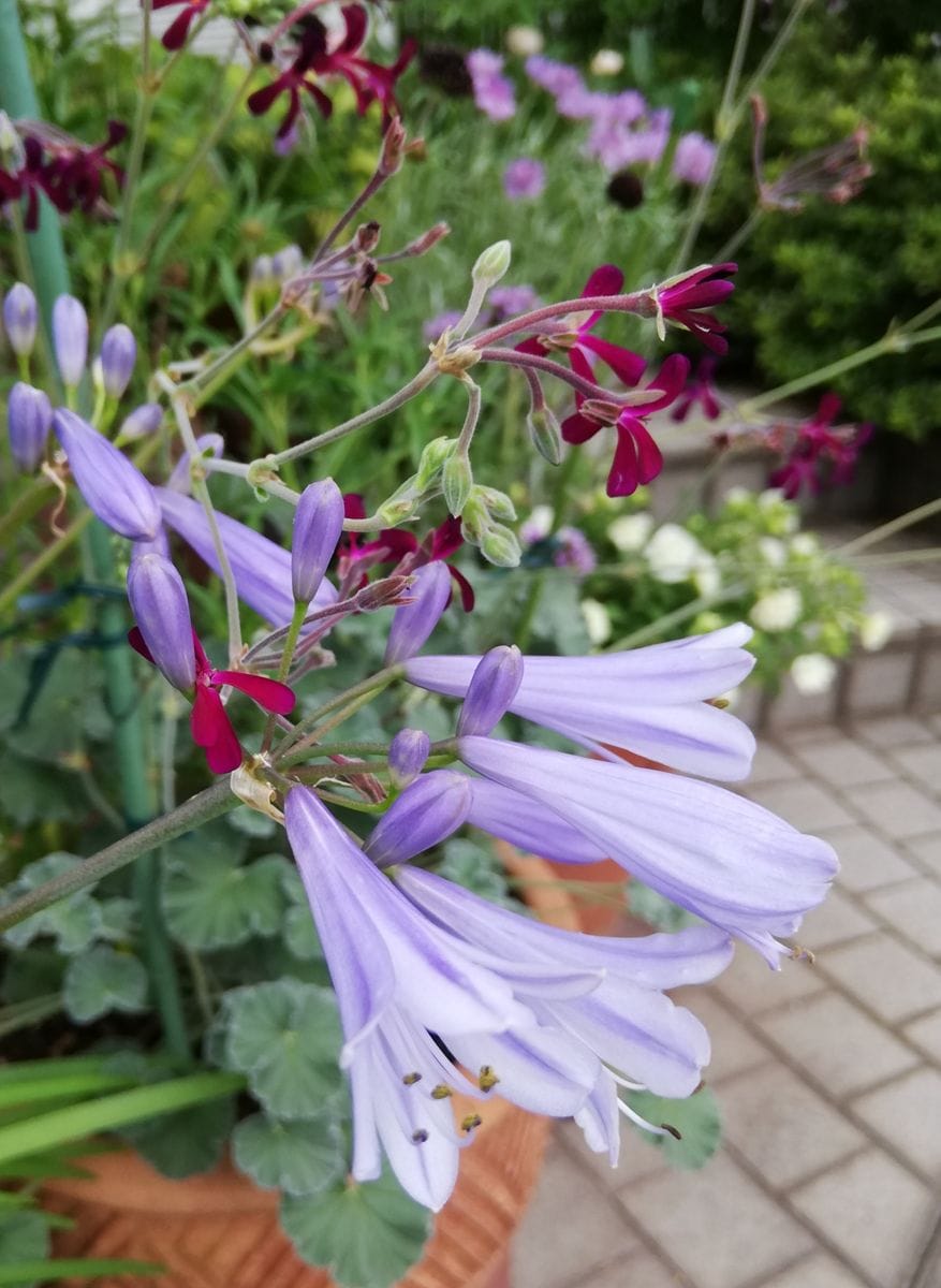 お花、昨日と今日と✿