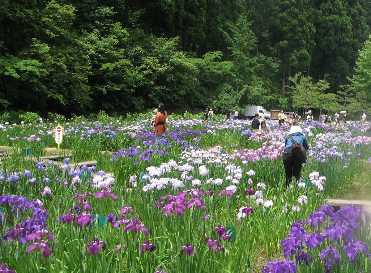 頼成の森　菖蒲まつり