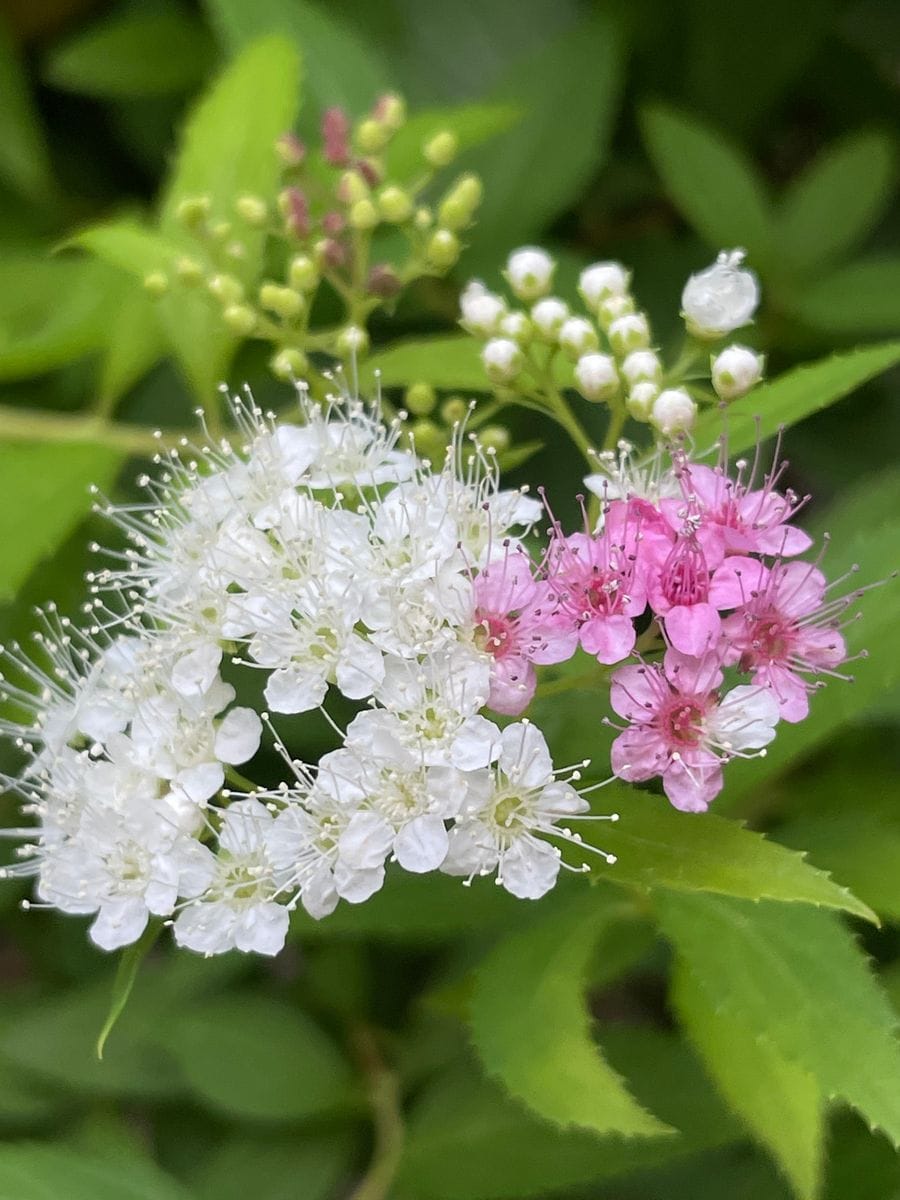 ピンク系の花❁❀✿✾🌸