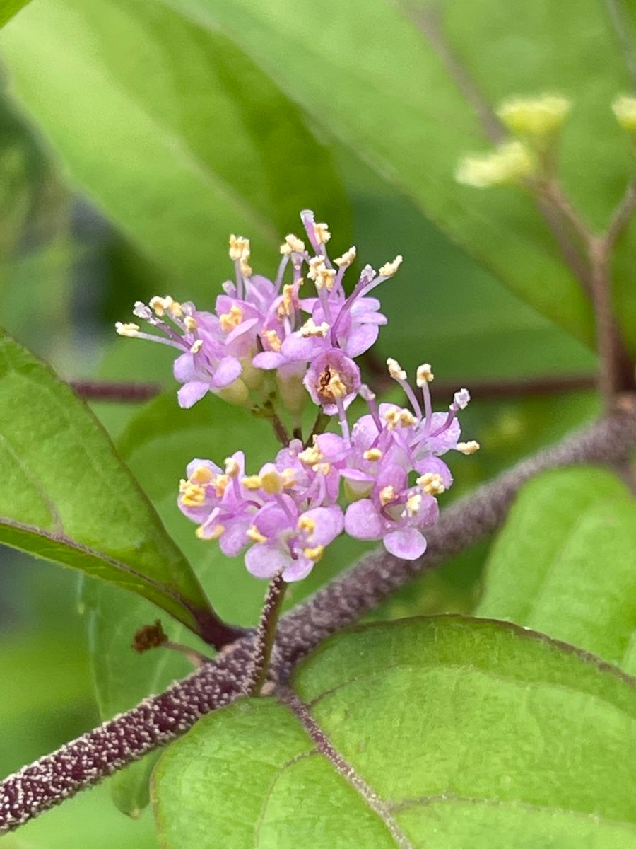 ピンク系の花❁❀✿✾🌸