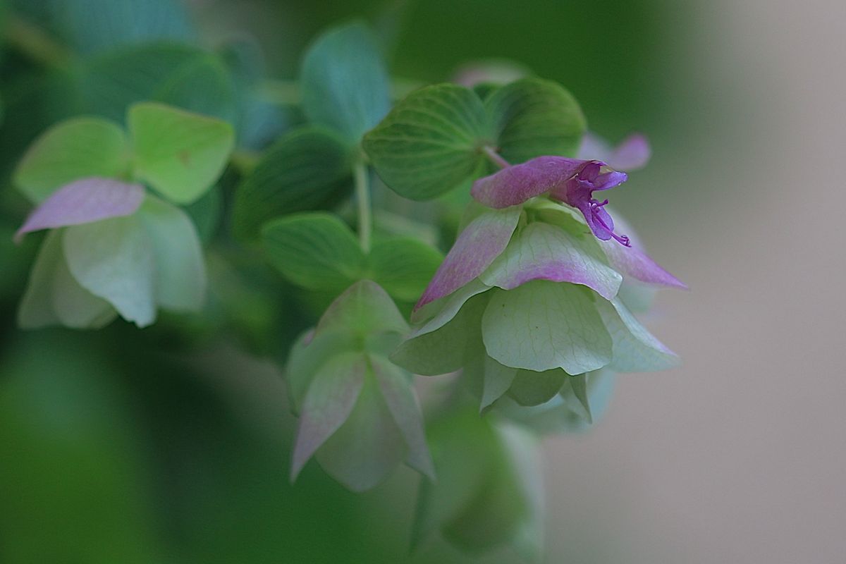 ハーブと野菜