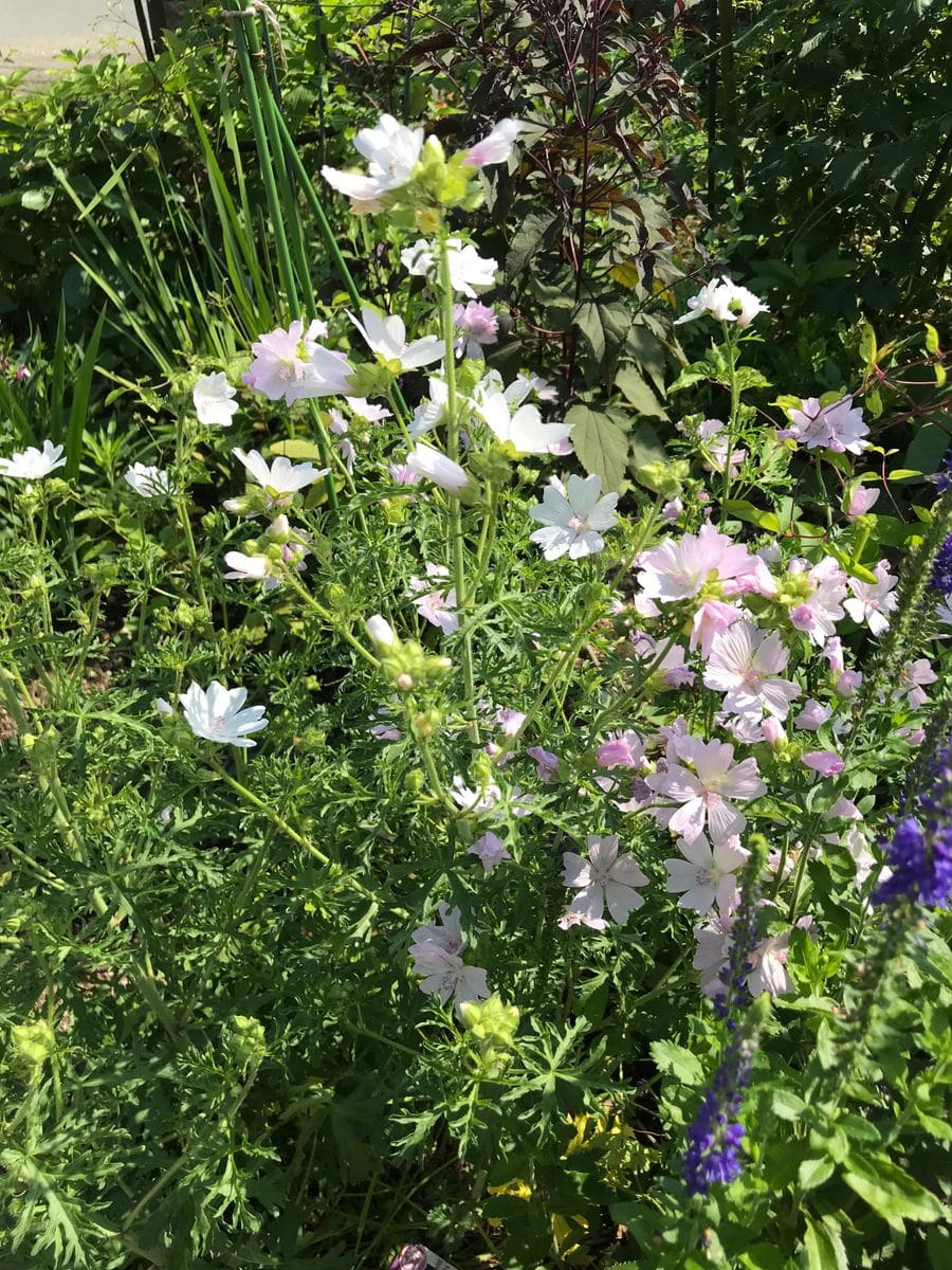 夏至　宿根草マルバが咲きました。