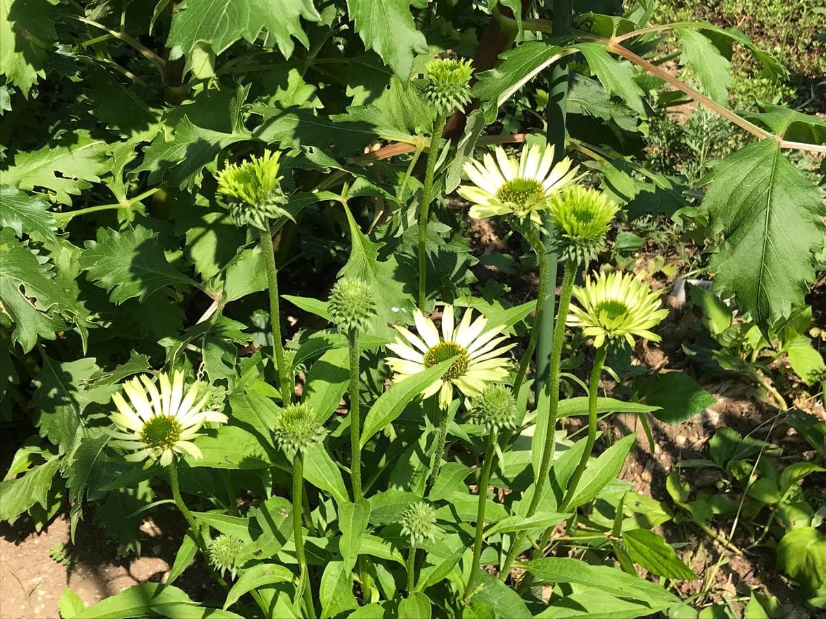 夏はこれです✌️ エキナセア