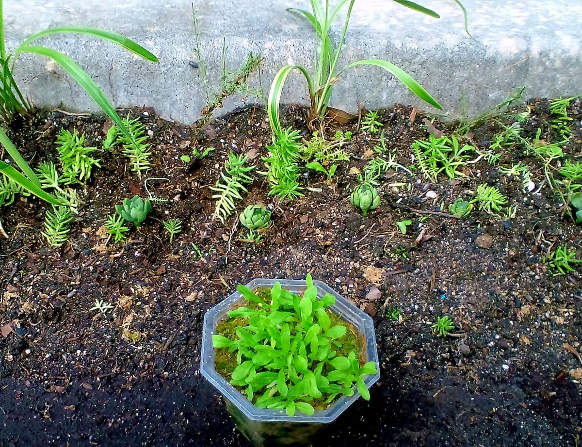 本日の作業　縁石花壇植込み