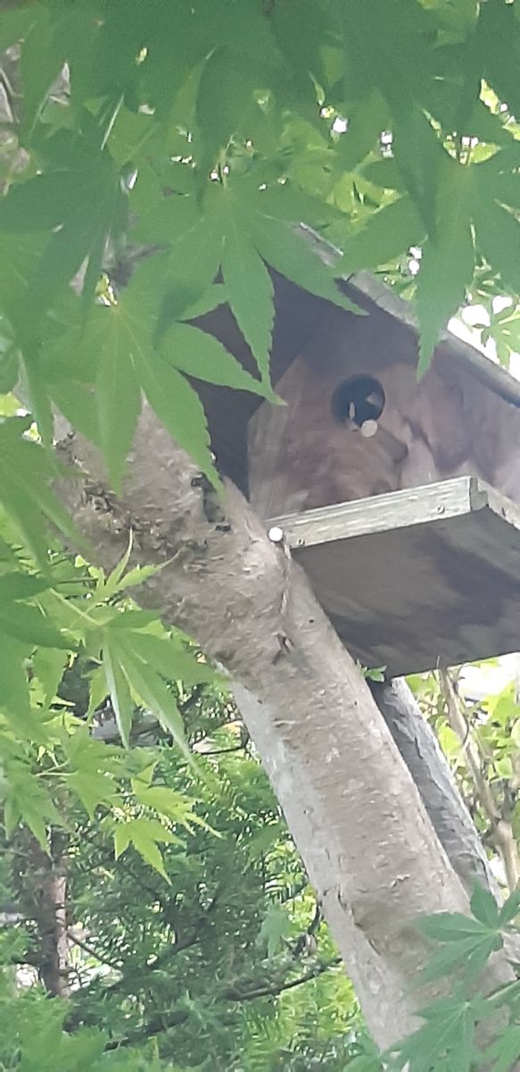 シジュウカラ🐦🐦