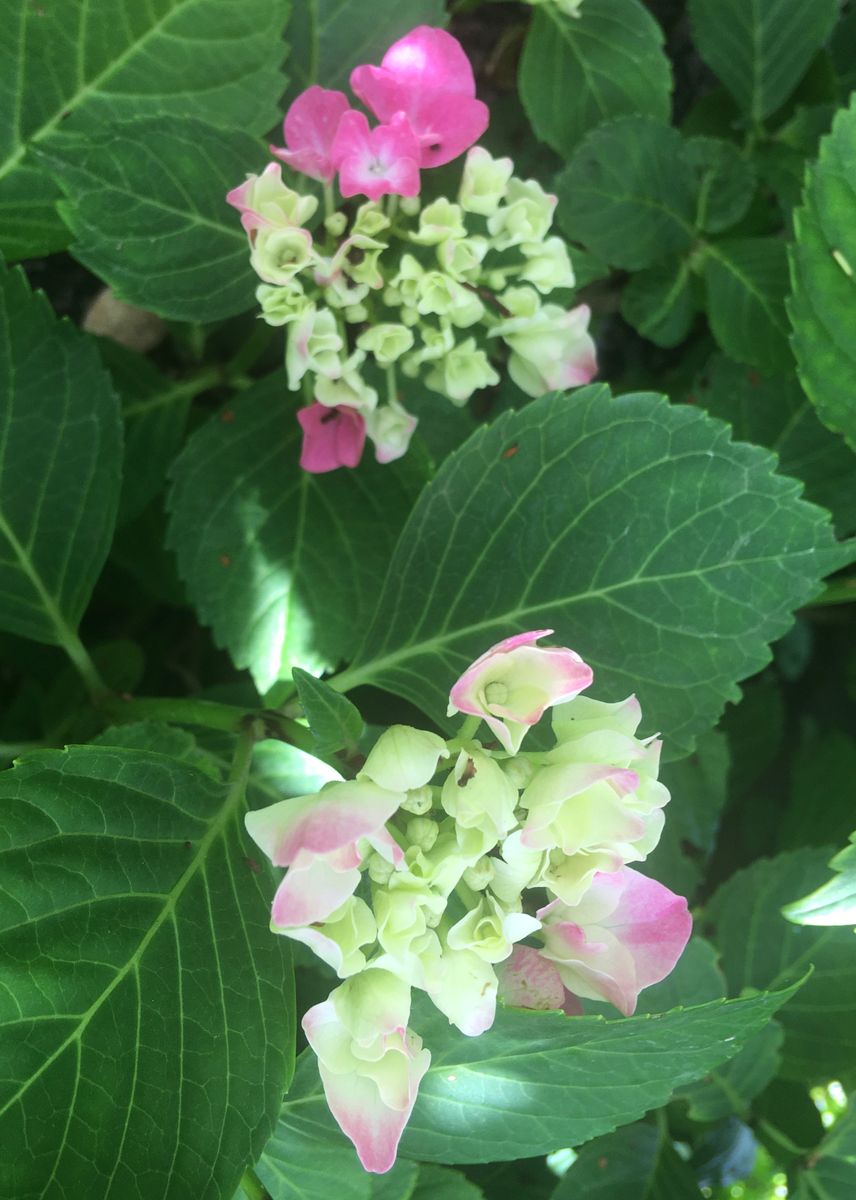 やっと紫陽花、プリムラ、ビオラさん