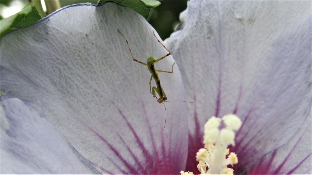 カマキリの赤ちゃん❔