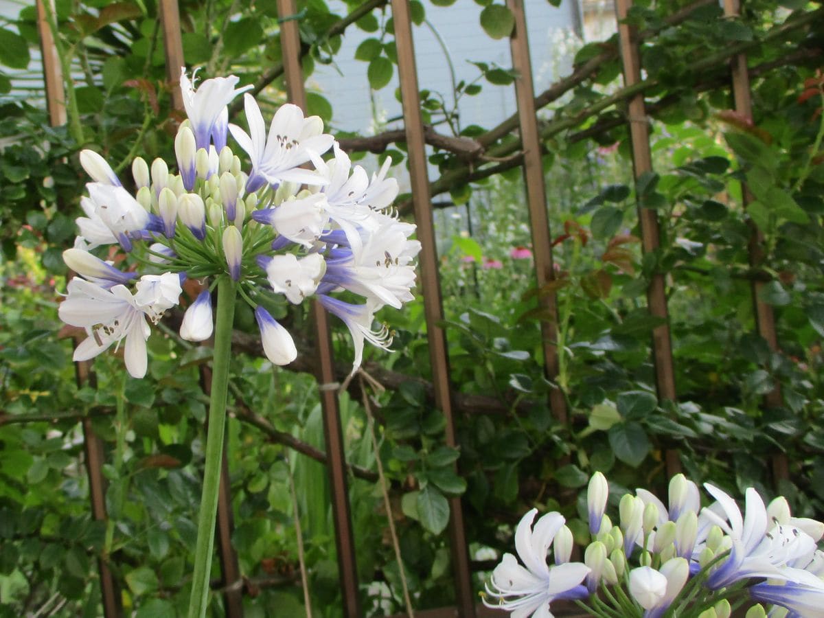 花壇に咲く