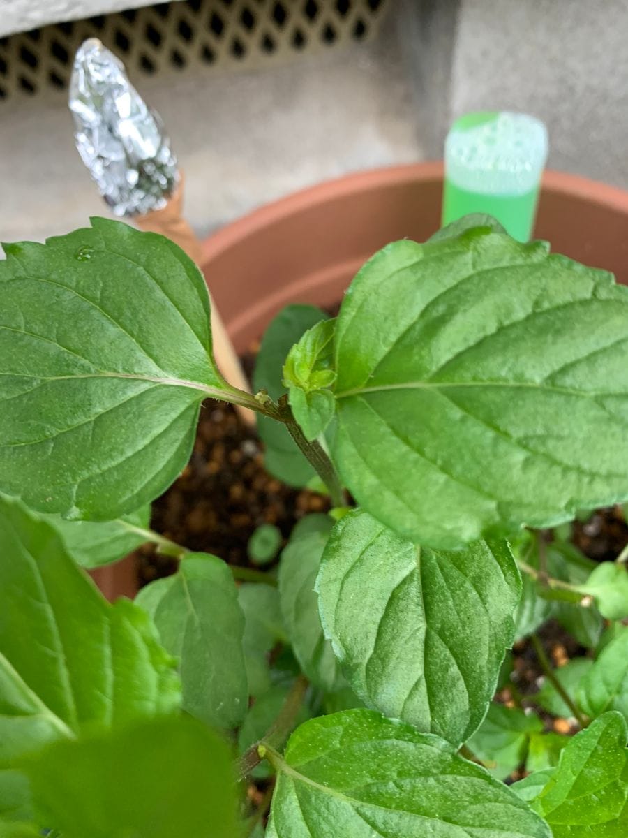 本日の植物たちの様子