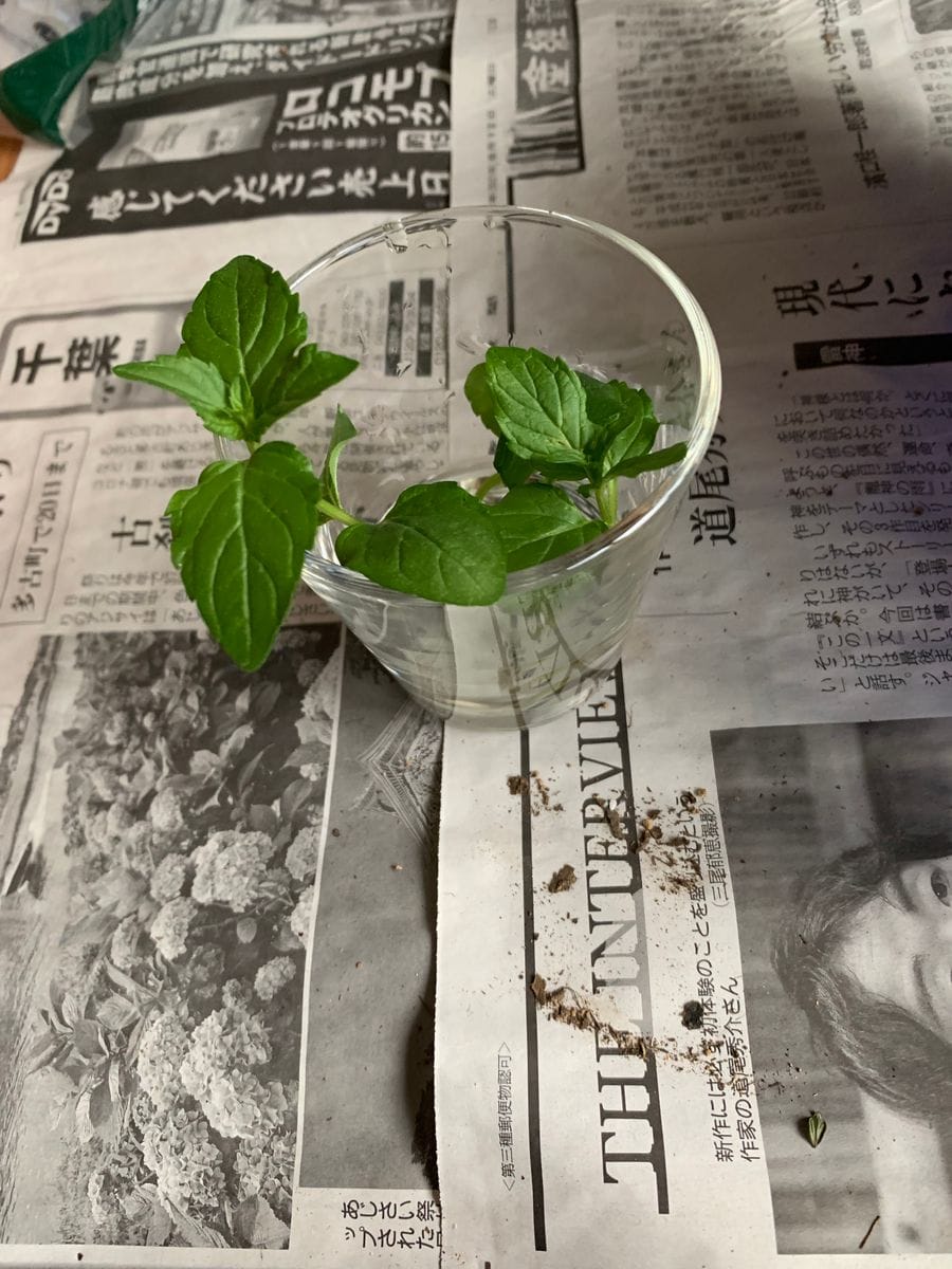 本日の植物たちの様子