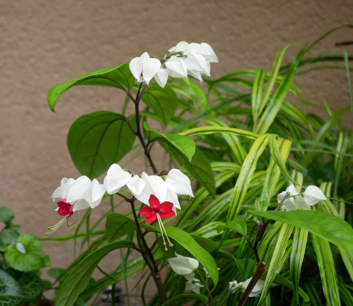 梅花甘茶、フウセントウワタなど