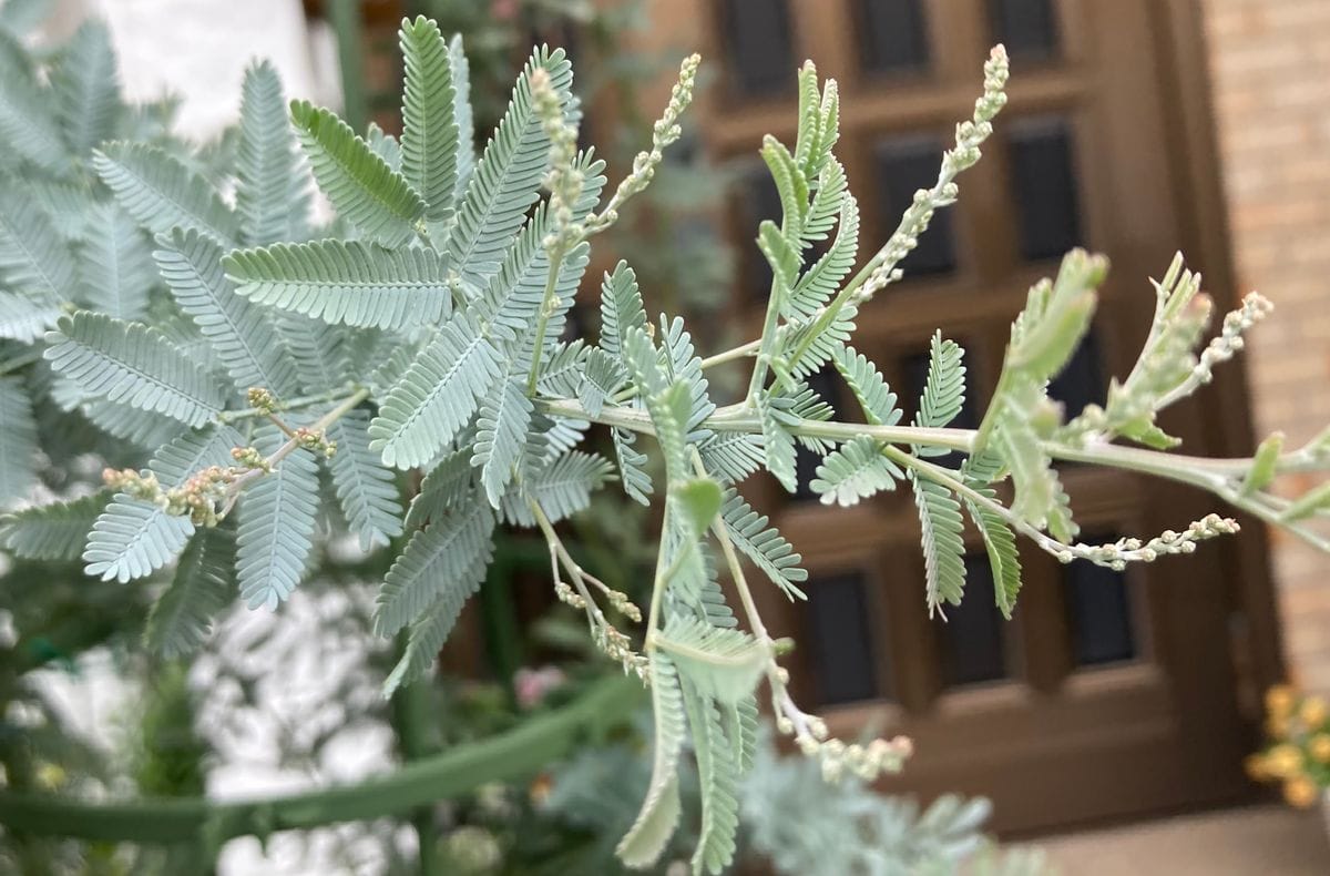 もしかしてミモザの花芽なの？