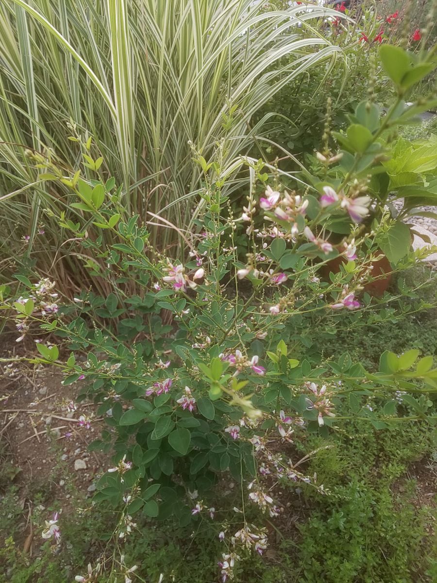 庭仕事を花たちが見守ってくれます