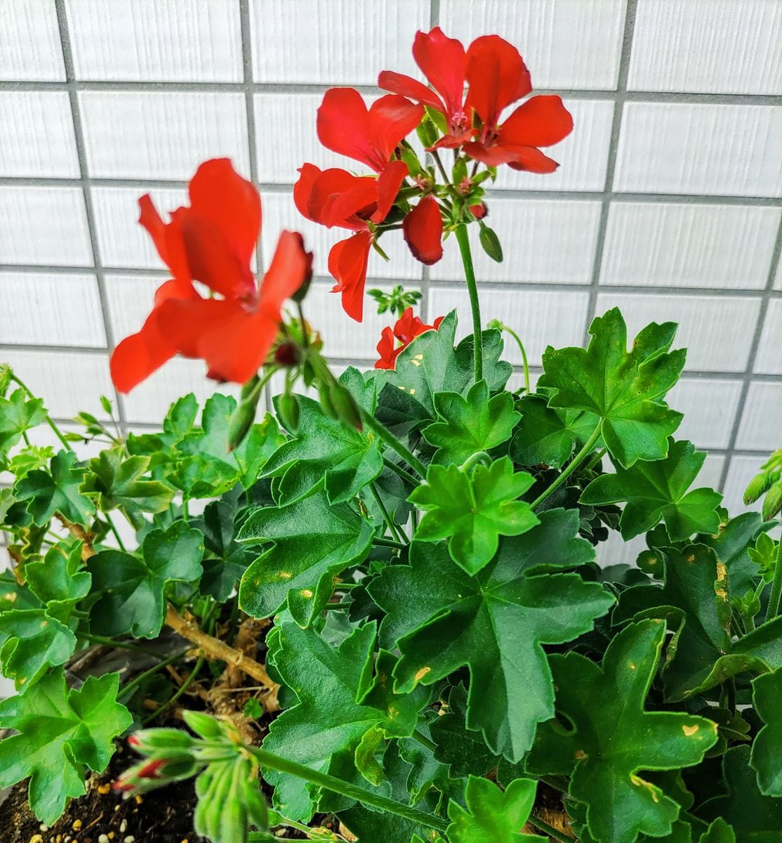 多肉の寄せ植え♪　クーペリー♪　アイビーゼラニウム♪