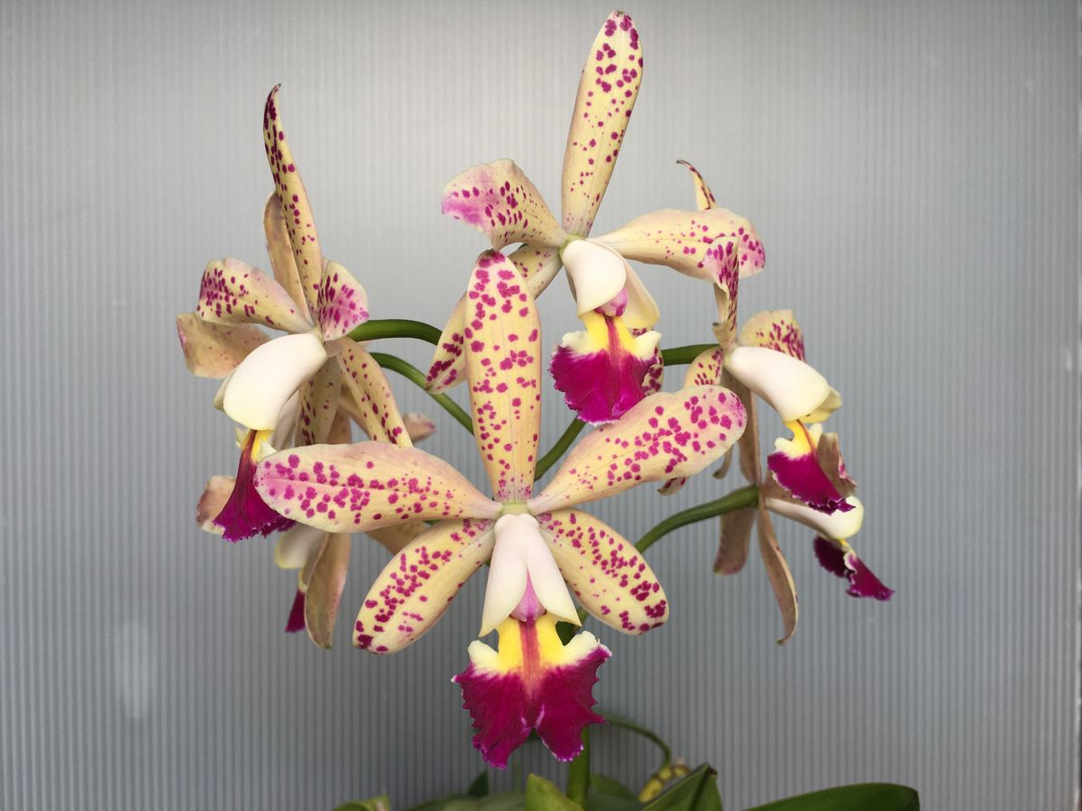 C.Tropical Pointer‘Cheetar’