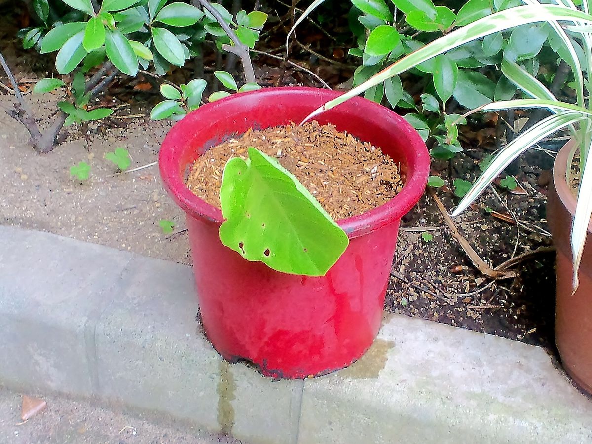 本日の作業　縁石花壇植込みとサツマイモ植込み