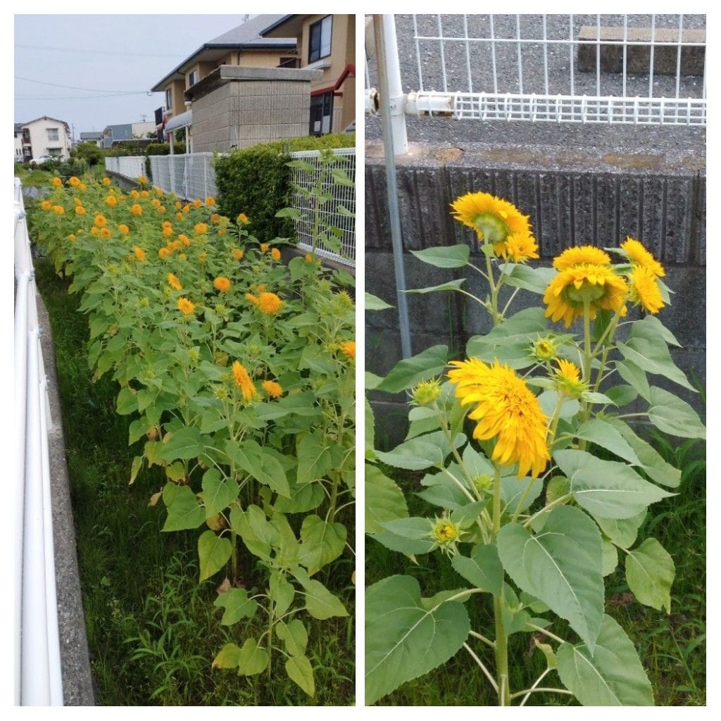 散歩道で見かけた花！