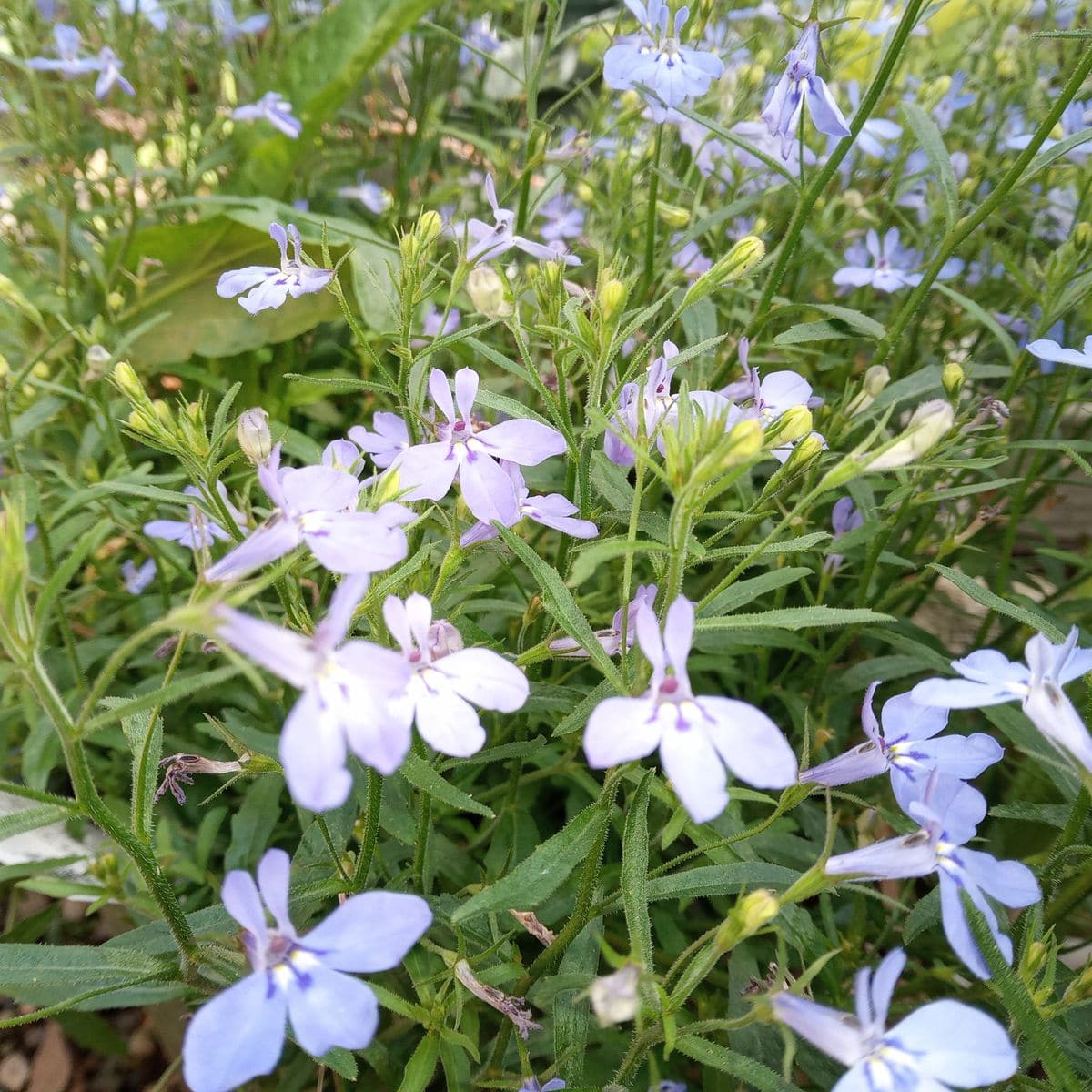 百合の開花