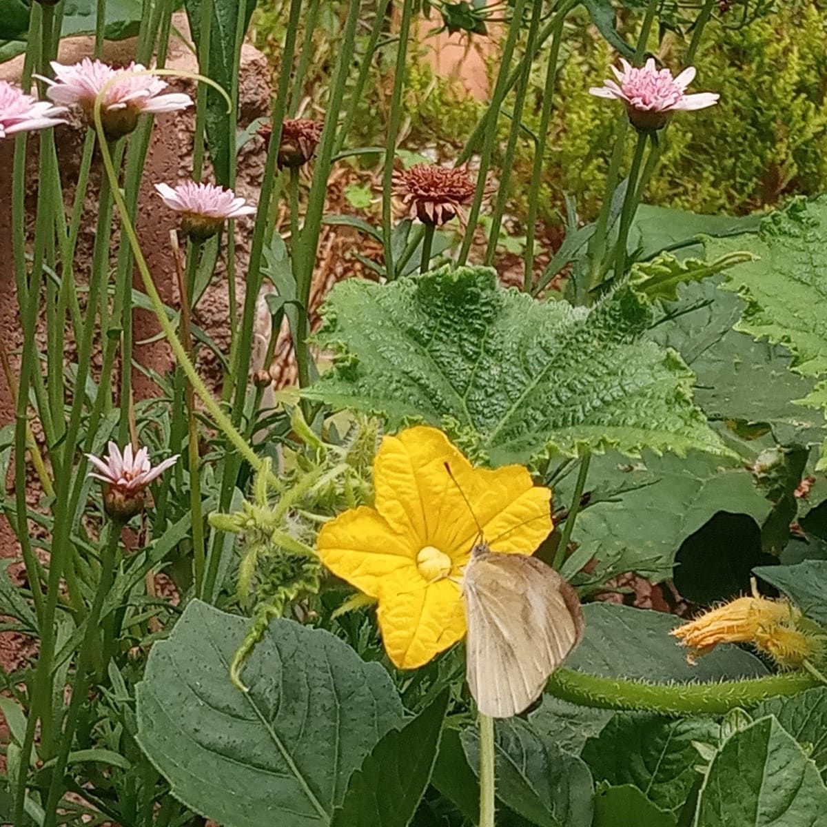 百合の開花